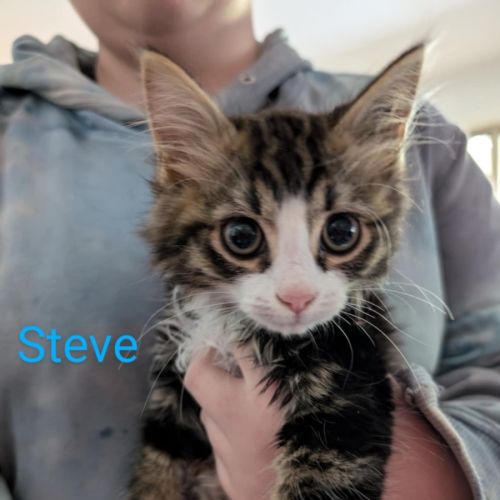 Steve meet me@Petstock Dandenong store