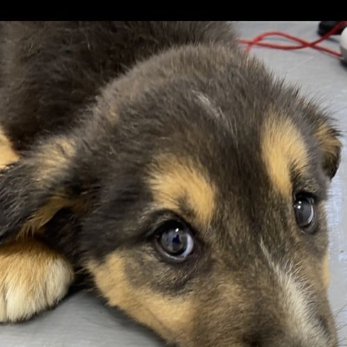 Ella