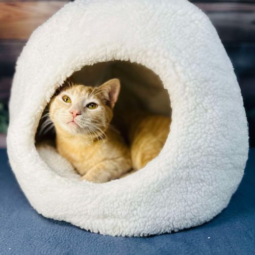 Radley - Located in Westmeadows