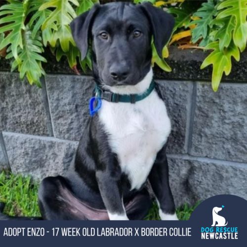 Enzo - 17 Week Old Labrador X (Trial)