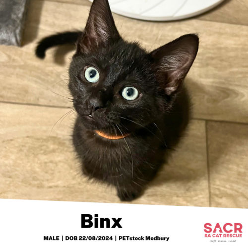 Binx