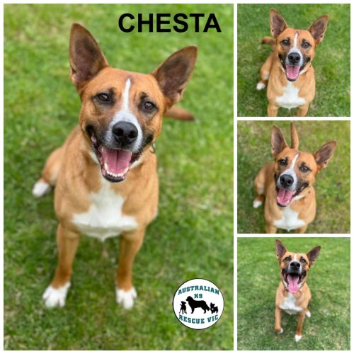 Chesta 