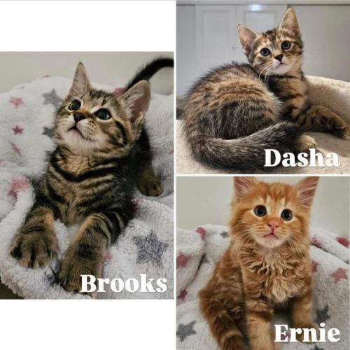 11126/7/8 - Dasha, Brooks & Ernie