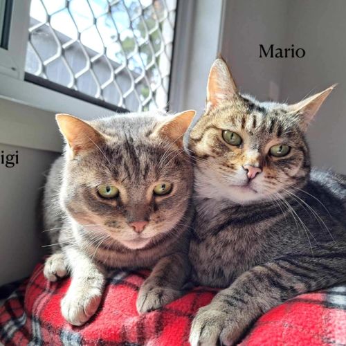 No photo for Mario (And Luigi)