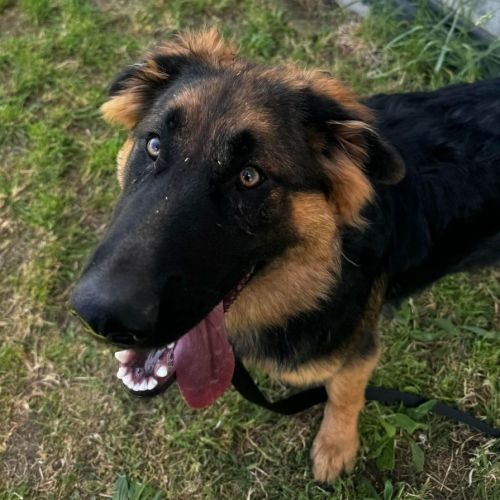 Lady (64578)