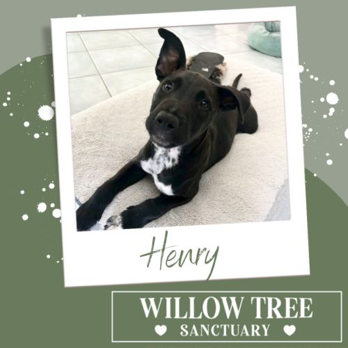 Henry