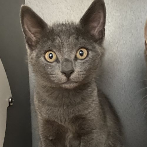 Simon