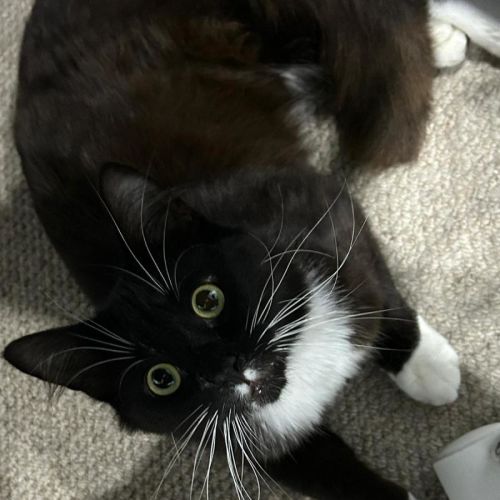 Kevin