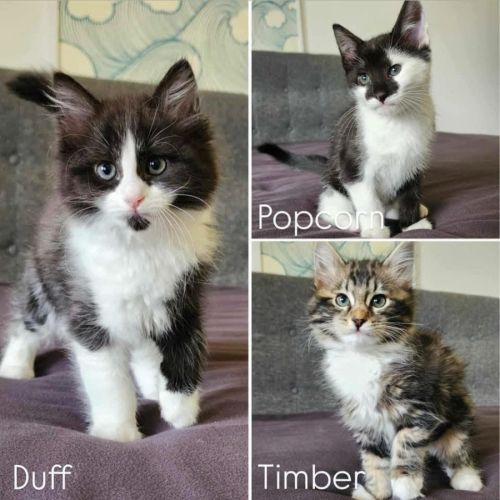 11323/3/4 - Duff, Popcorn & Timber