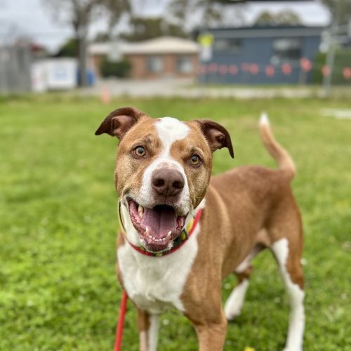 Tyson