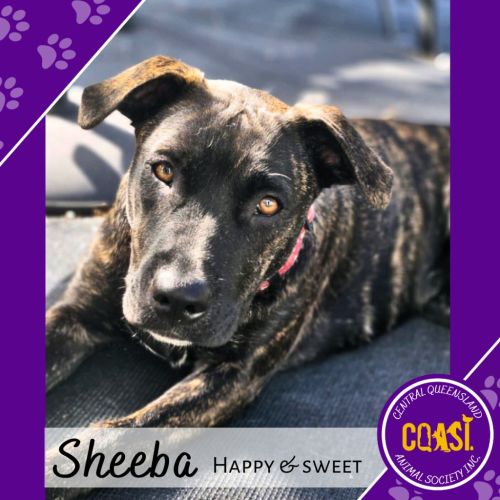 Sheeba