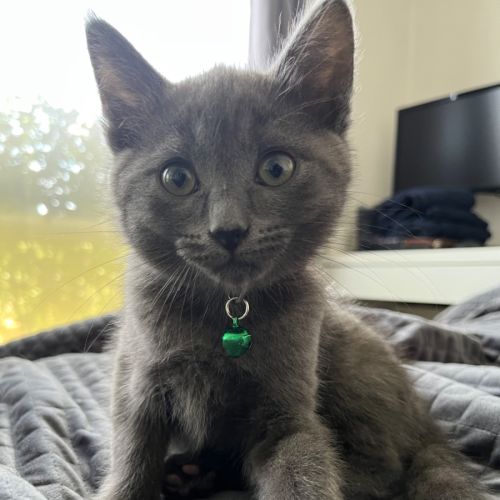 Jiji