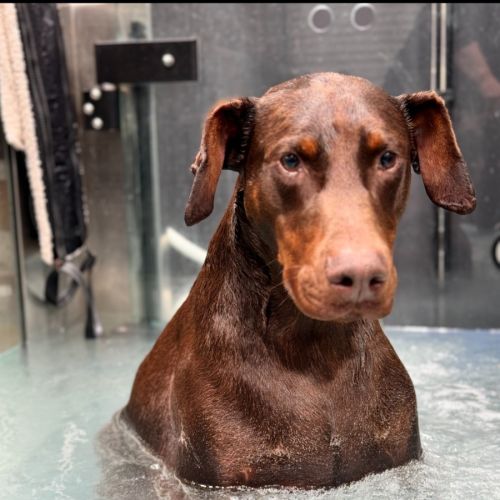 Rusty ** A Good Boy **