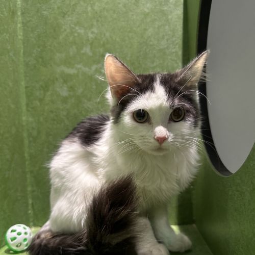 Henrietta