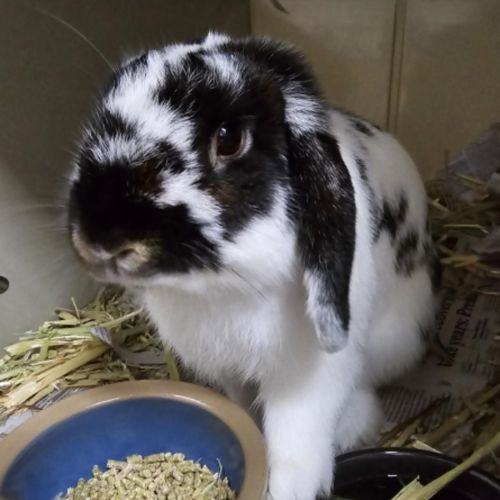 Pansy-*Available at PetStock Milperra*