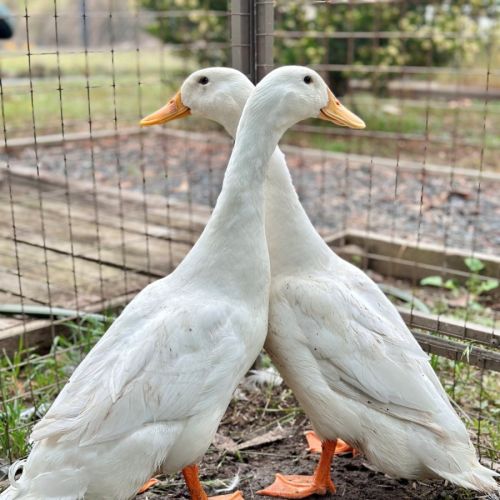 Huey & Dewey