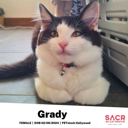 Grady