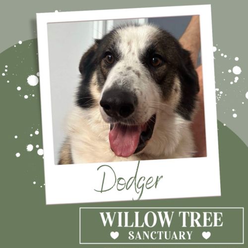 Dodger