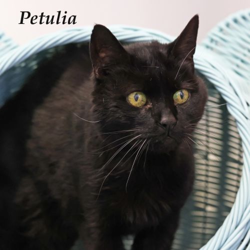 Petulia - Long-Term Foster Needed