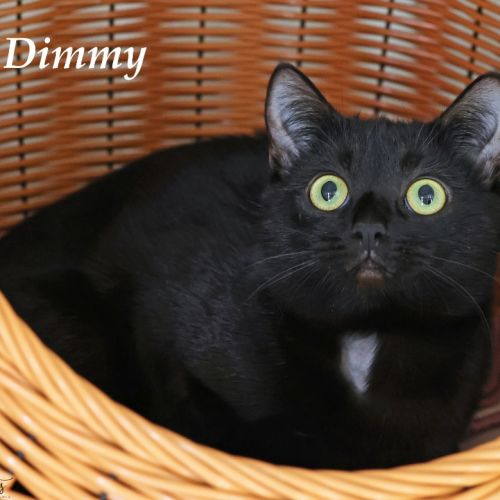 Dimmy