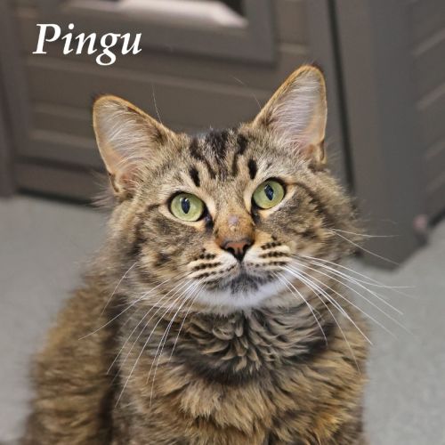 Pingu
