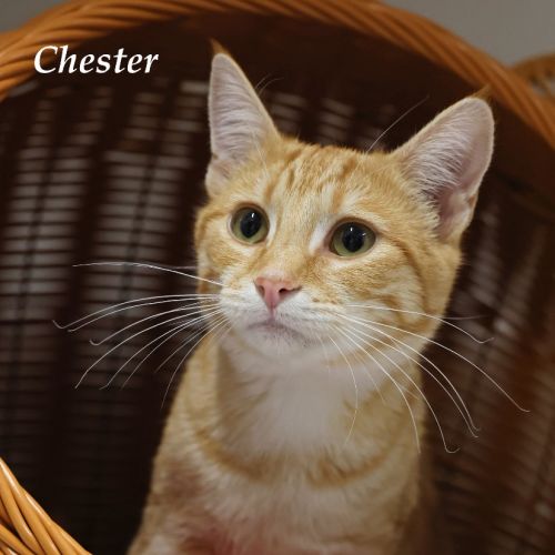 Chester