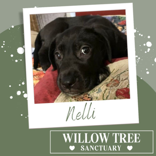 Nelli
