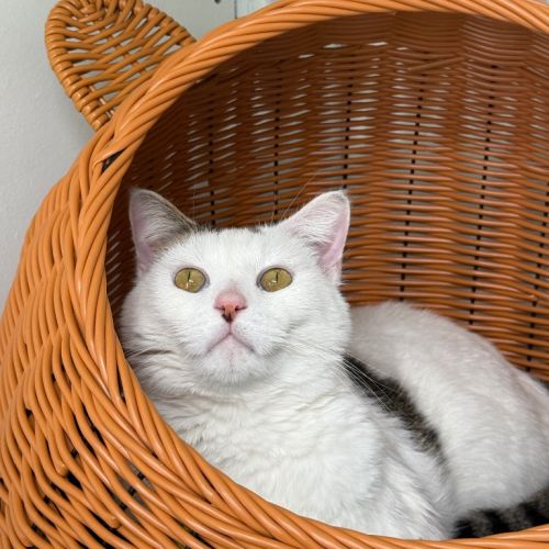 Bindi
