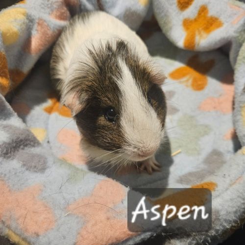 Aspen