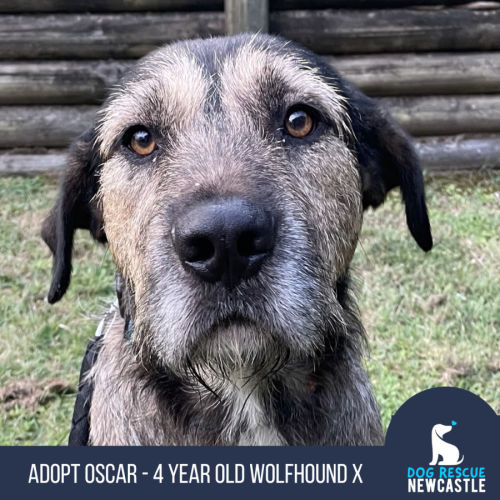 Oscar - 4 year old Wolfhound X