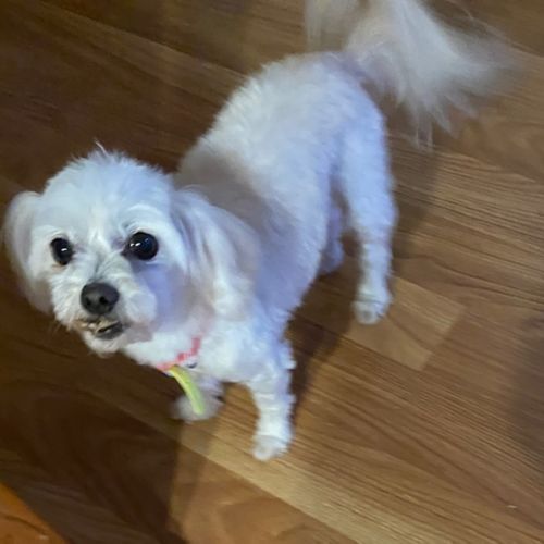 Angel (Beau and Angel)