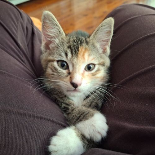 Quinn