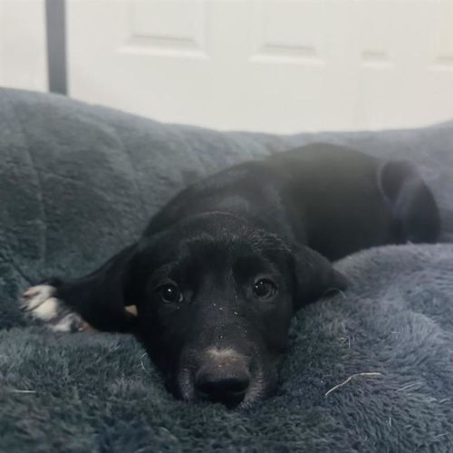 Pepper