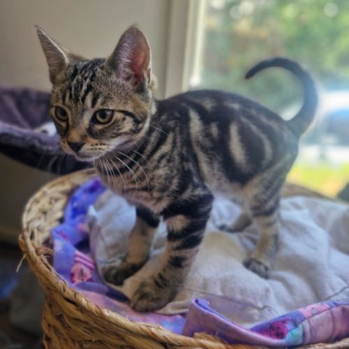 Orion - Located in Wallan