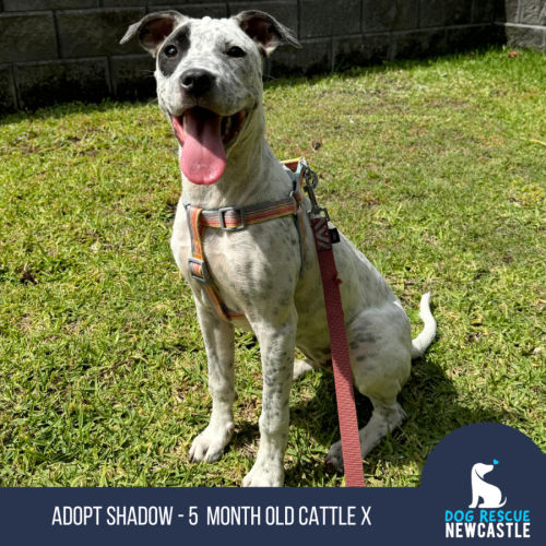 Shadow - 5 Month Old Cattle Dog X 