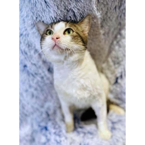 11519 - Sir Smooch-a-lot