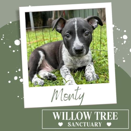 Monty