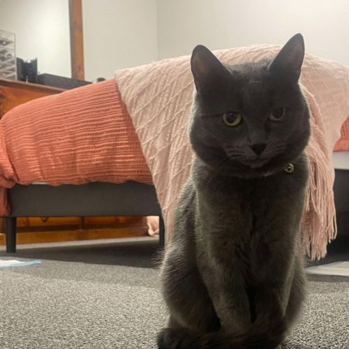 Mia (Memeow)