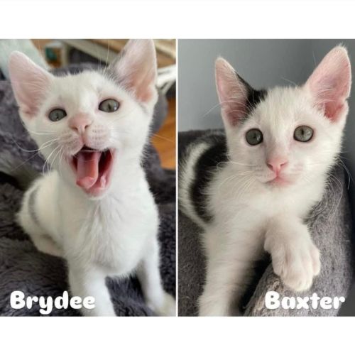 11194/5 - Brydee & Baxter