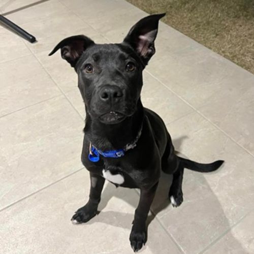 Betty *$350 Adoption Fee*