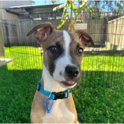 Guinness *$350 Adoption Fee*