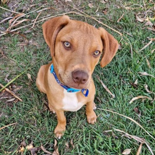 Gunner *$350 Adoption Fee*