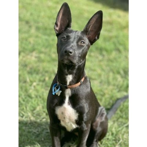 Loretta *$350 Adoption Fee*