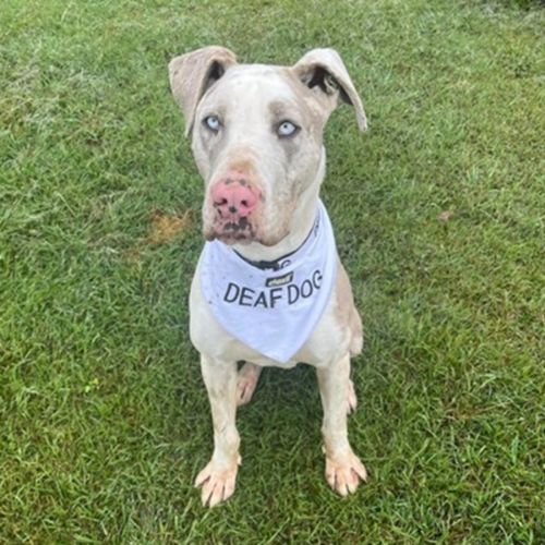 Napoleon *$250 Adoption Fee*