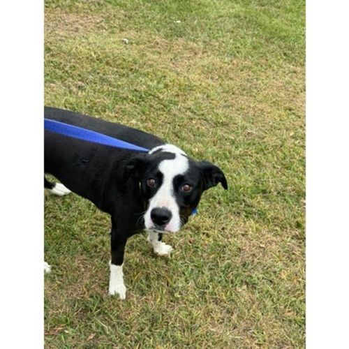 Roxy *$250 Adoption Fee*