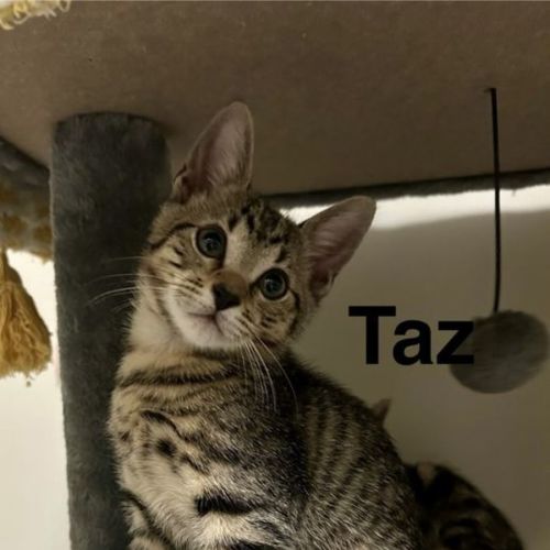 Taz