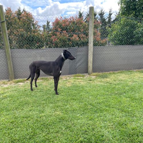 Marco …….Polo no just joking his name is Marko