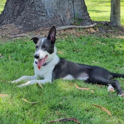 Grayson (Was Greyworm)