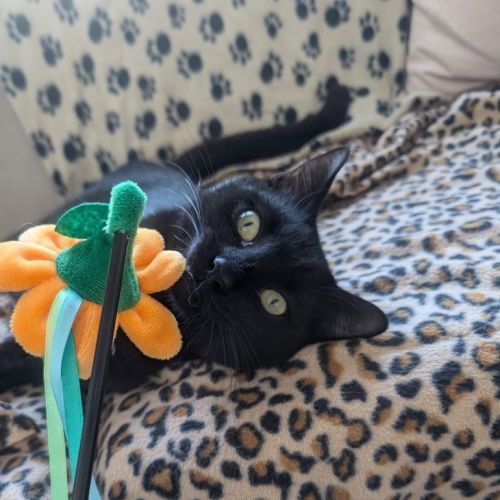 Sooty