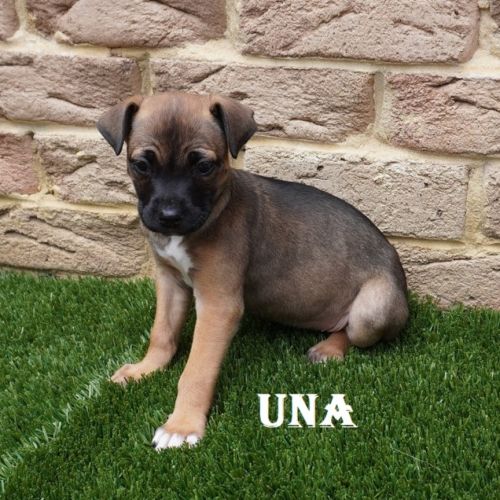 Una
